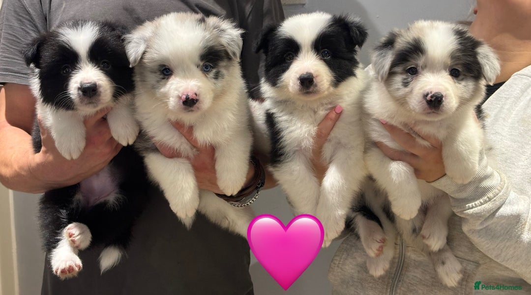 Border Collie dogs for sale: 9 Beautiful B&W & Merle Border Collie Puppies 🐶 - Image 2