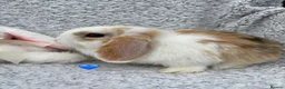 Mixed Breed rabbits for sale: Available now! - Advert 3