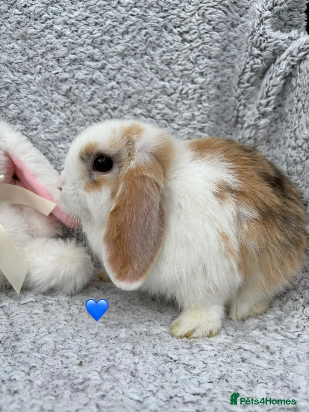 Mixed Breed rabbits for sale: Available now! - Advert 3
