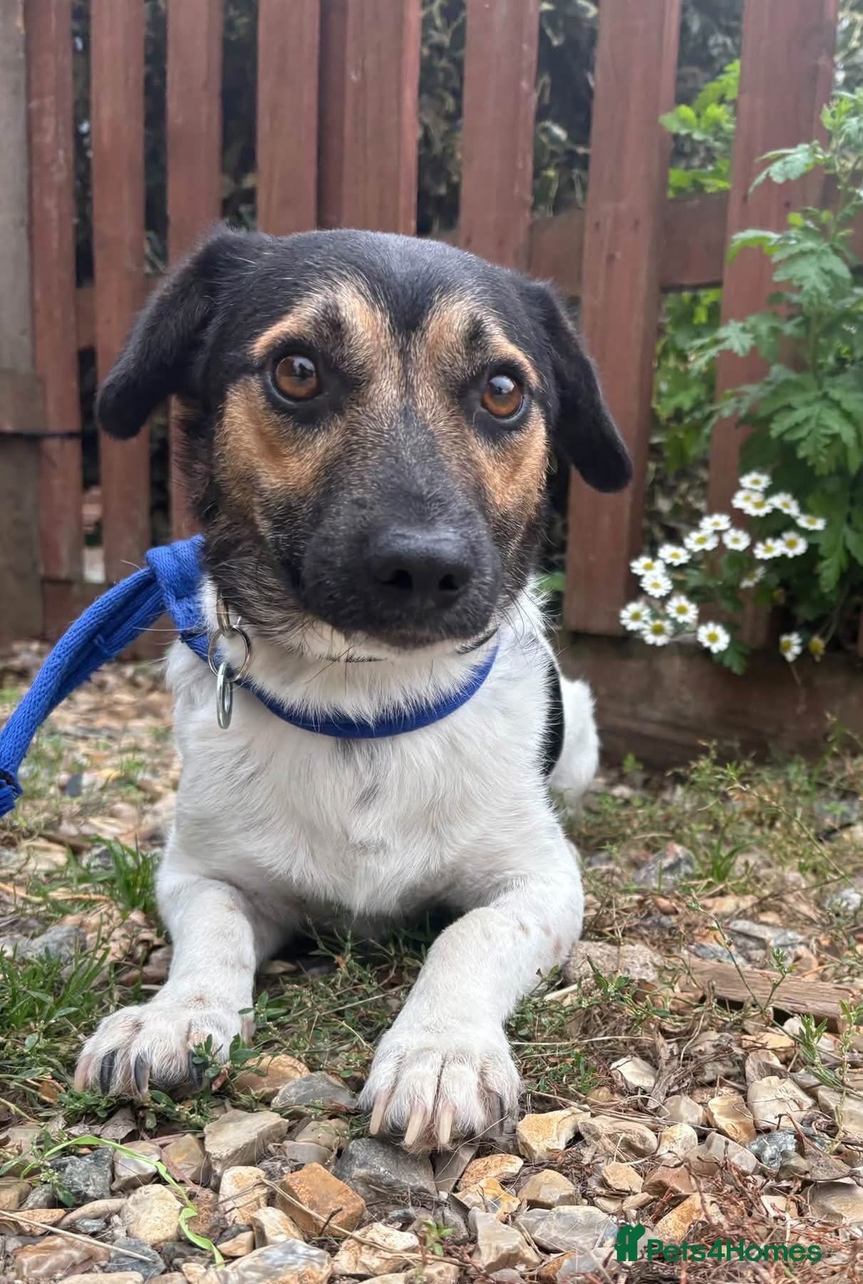 Mixed Breed dogs Gumbo - Norwich Norfolk  - Advert 1