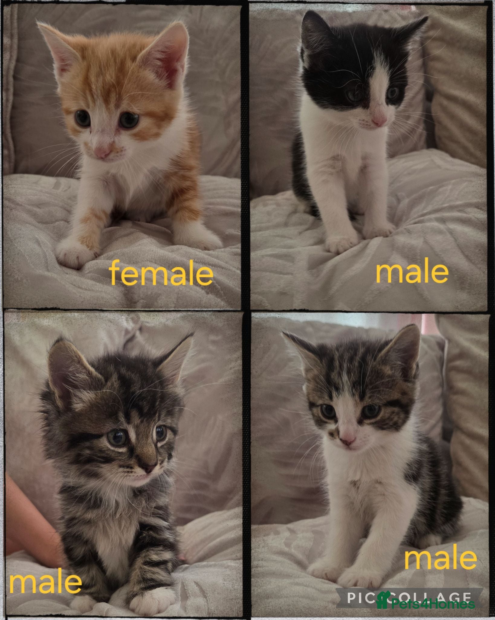 Mixed Breed cats 4 beautiful kittens for sale  - Advert 2