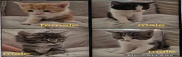 Mixed Breed cats for sale: 4 beautiful kittens for sale  in Cheltenham - Advert 1
