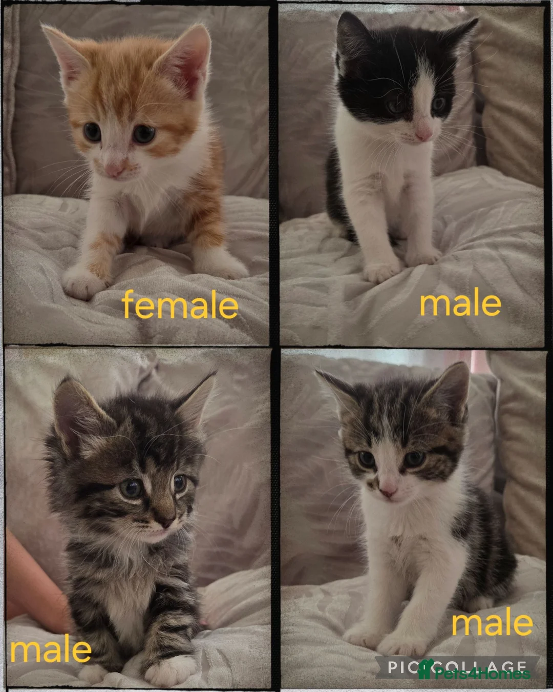 Mixed Breed cats for sale: 4 beautiful kittens for sale  in Cheltenham - Advert 1