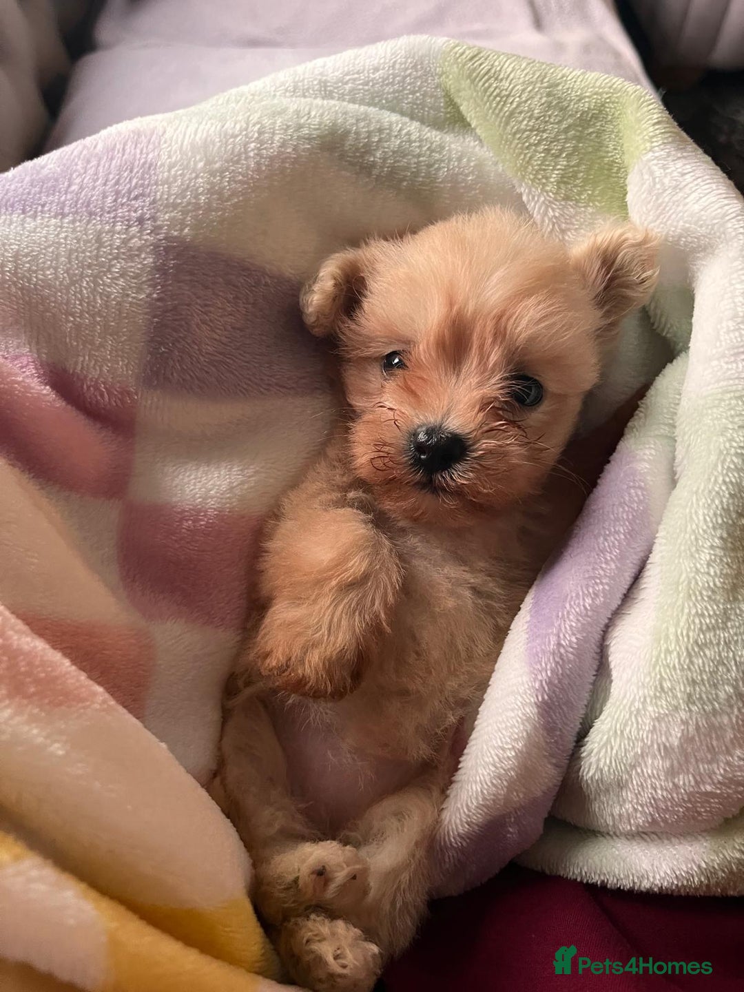 Maltipoo dogs for sale: Tea cup/ pocket puppy Maltipoo girl 🩷 - Image 22