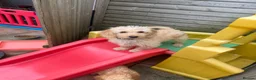Mixed Breed dogs for sale: Male Double Doodle For Sale - Advert 9
