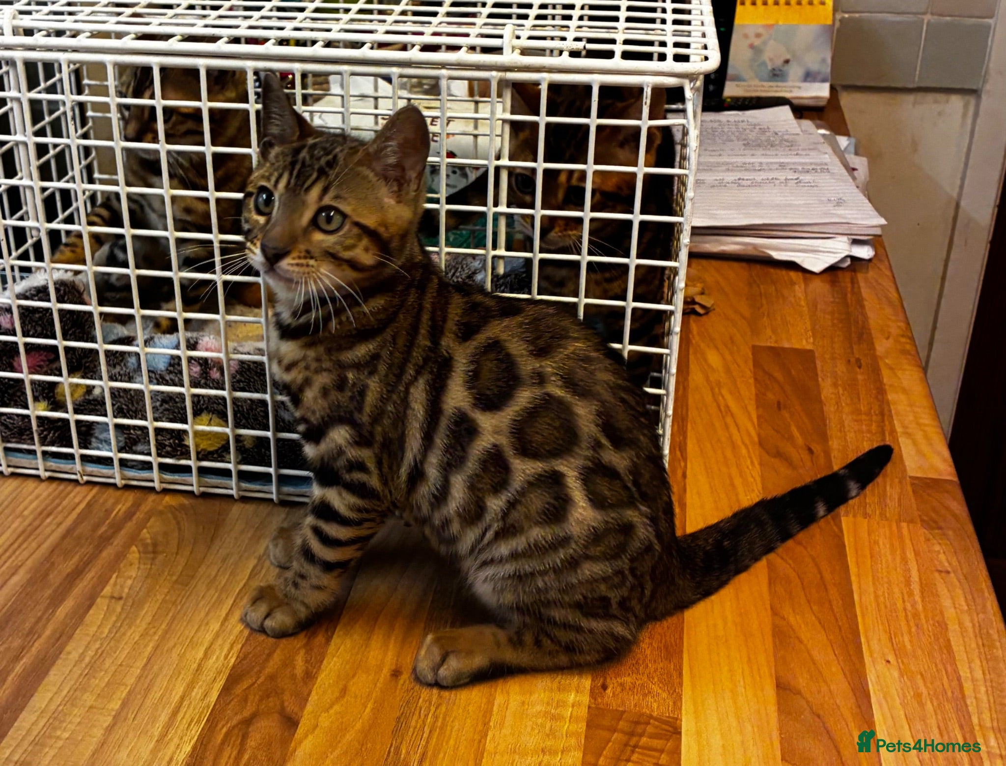 Bengal cats GCCF Registered Bengal - Advert 1