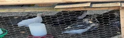 Guinea Fowl poultry for sale: Guinea fowl keets  in Wells-next-the-Sea - Advert 3