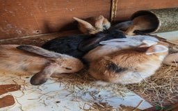 English Lop rabbits for sale: Beautiful lop babies  - Image 3