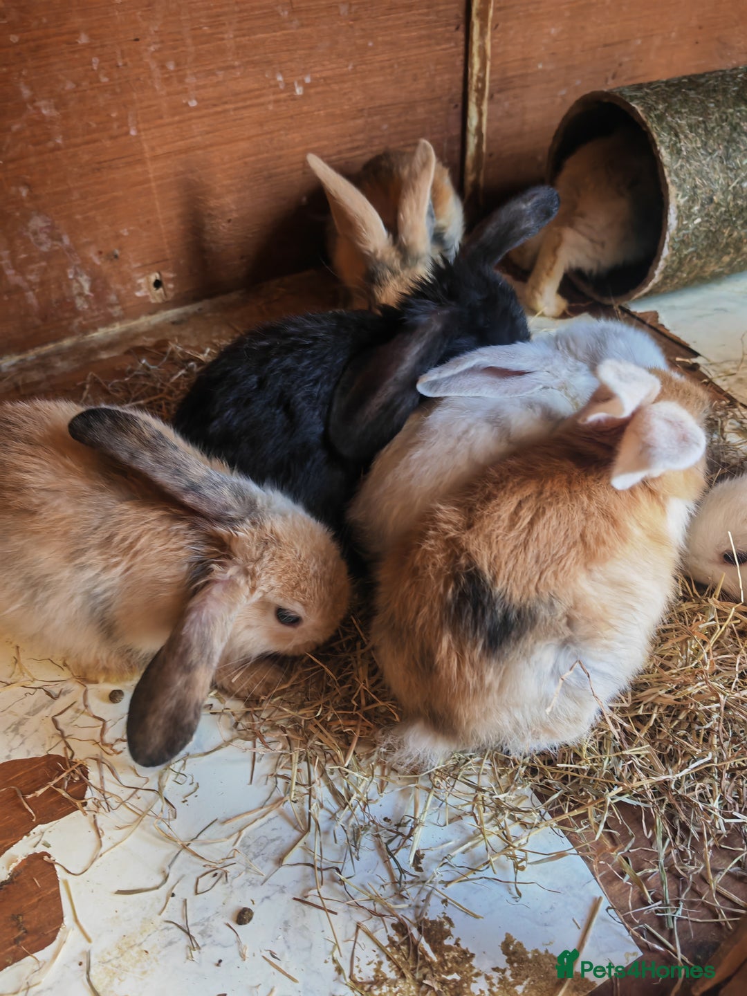 English Lop rabbits for sale: Beautiful lop babies  - Image 3
