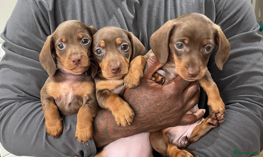 Miniature Dachshund dogs for sale: Chocolate and Tan KC Miniature Dachshund puppies - Advert 1