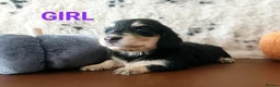 Miniature Dachshund dogs for sale: Quality Longhaired mini dachshund trusted breeder  - Advert 8