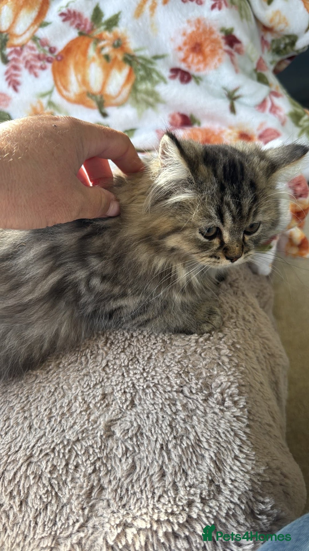 Persian cats One male available  - Advert 6
