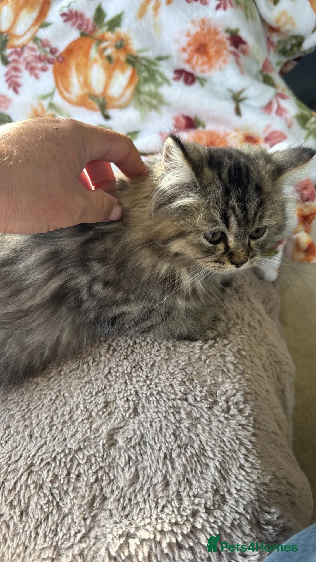Persian cats for sale: One male available  in Oxford - Advert 3