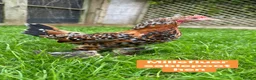 Chickens poultry for sale: Bantam hens at point of lay in Colchester - Advert 24