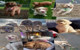 Mixed Breed dogs for sale: 👑 Superb Rare Health Tested Cockadoodledoo Pups - Image 13