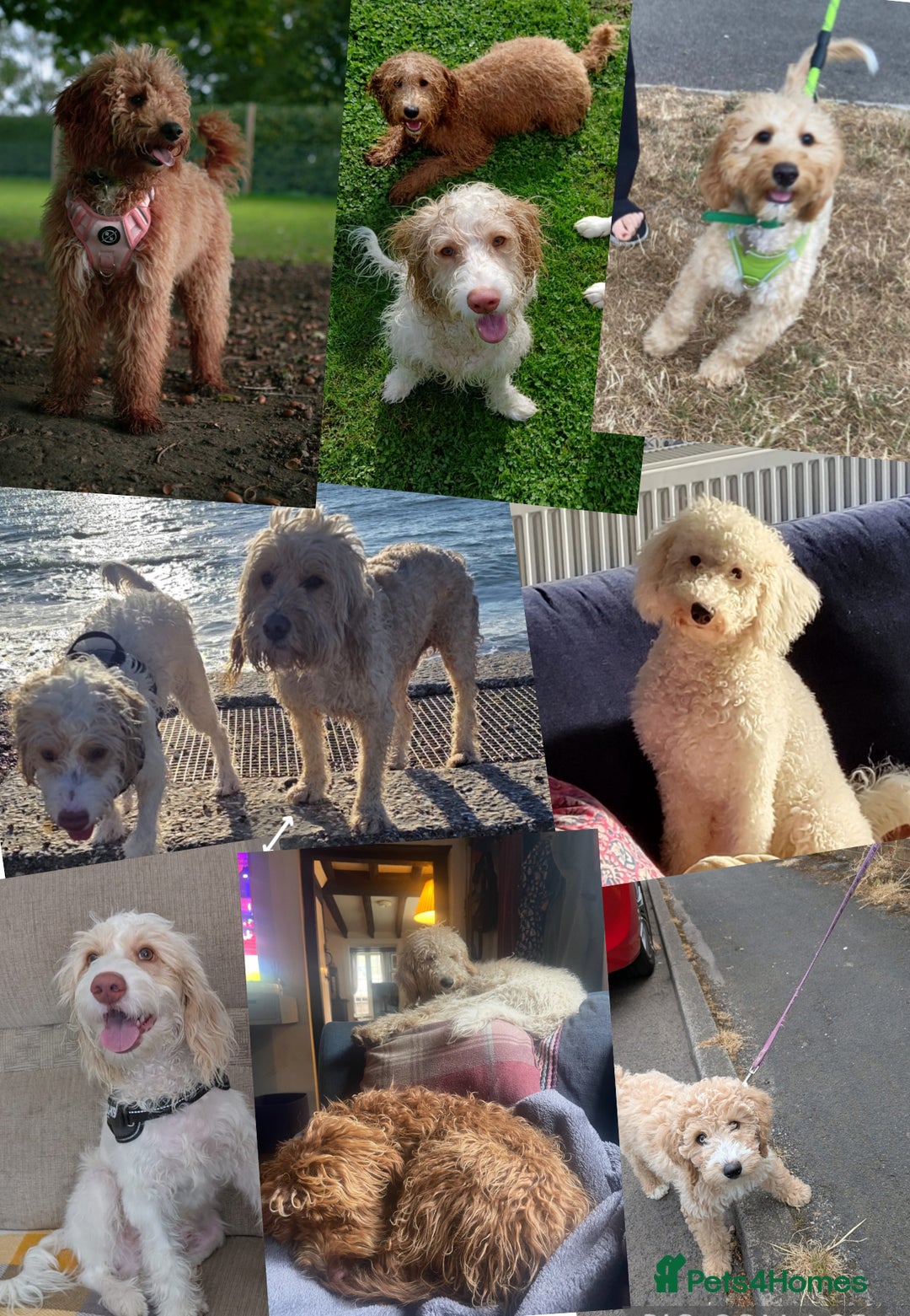 Mixed Breed dogs for sale: 👑 Superb Rare Health Tested Cockadoodledoo Pups - Image 13