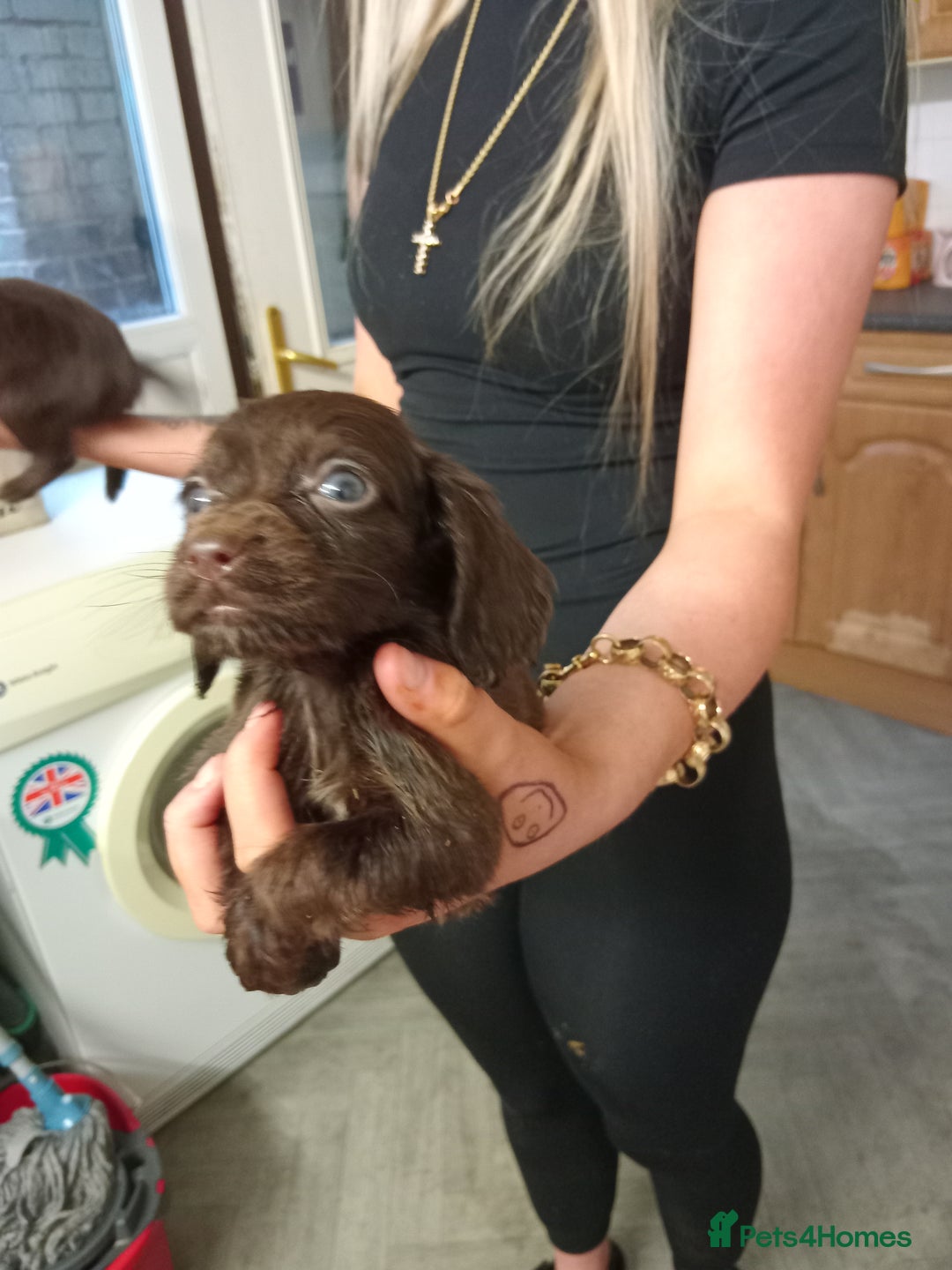 Cocker Spaniel dogs for sale: Cocker spaniel puppies  - Advert 11