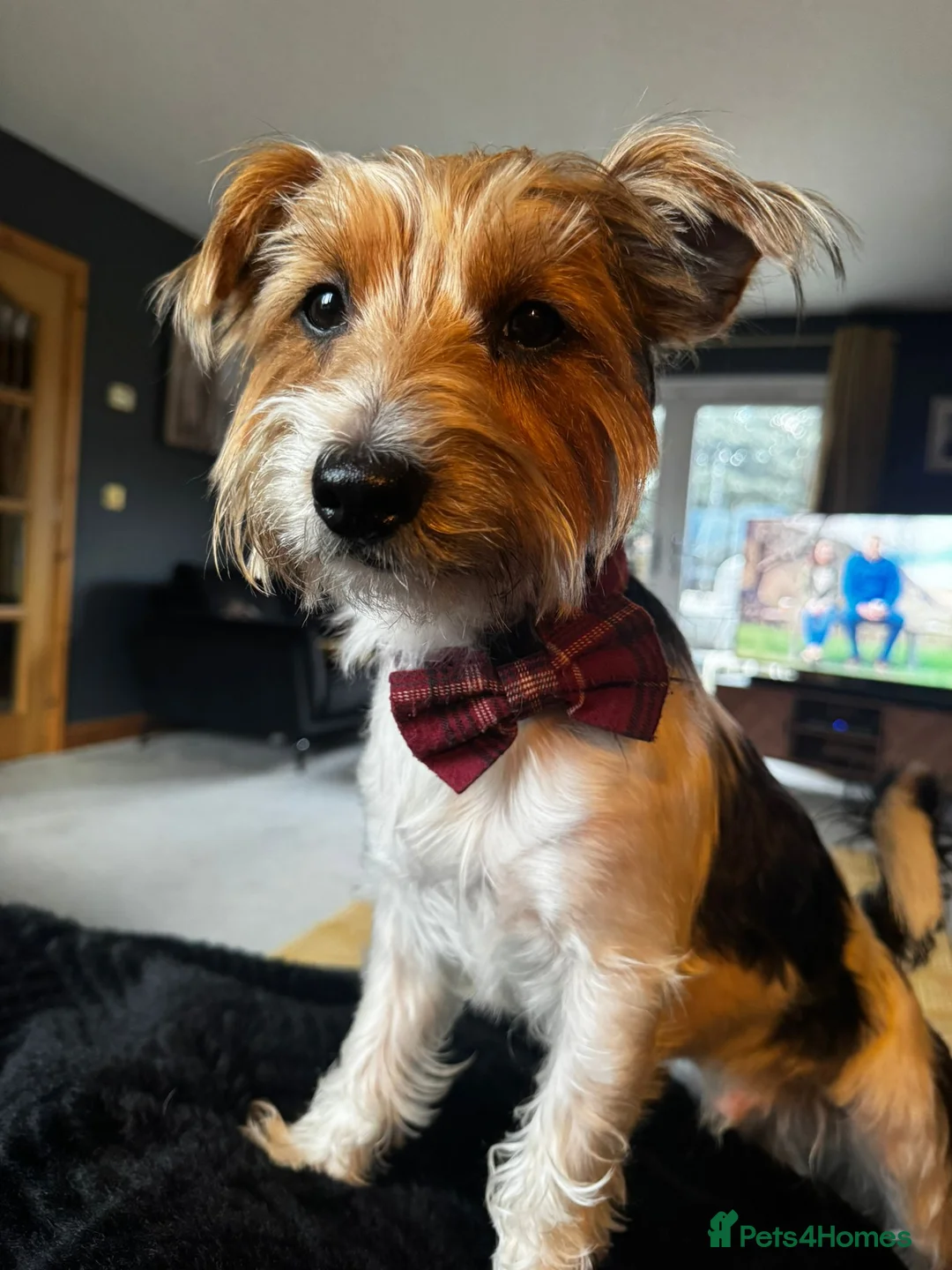Yorkshire Terrier dogs for adoption: 🐾🍪COOKIE – a Charming Little Y.T. Gentleman 🍪🐾 - Advert 1