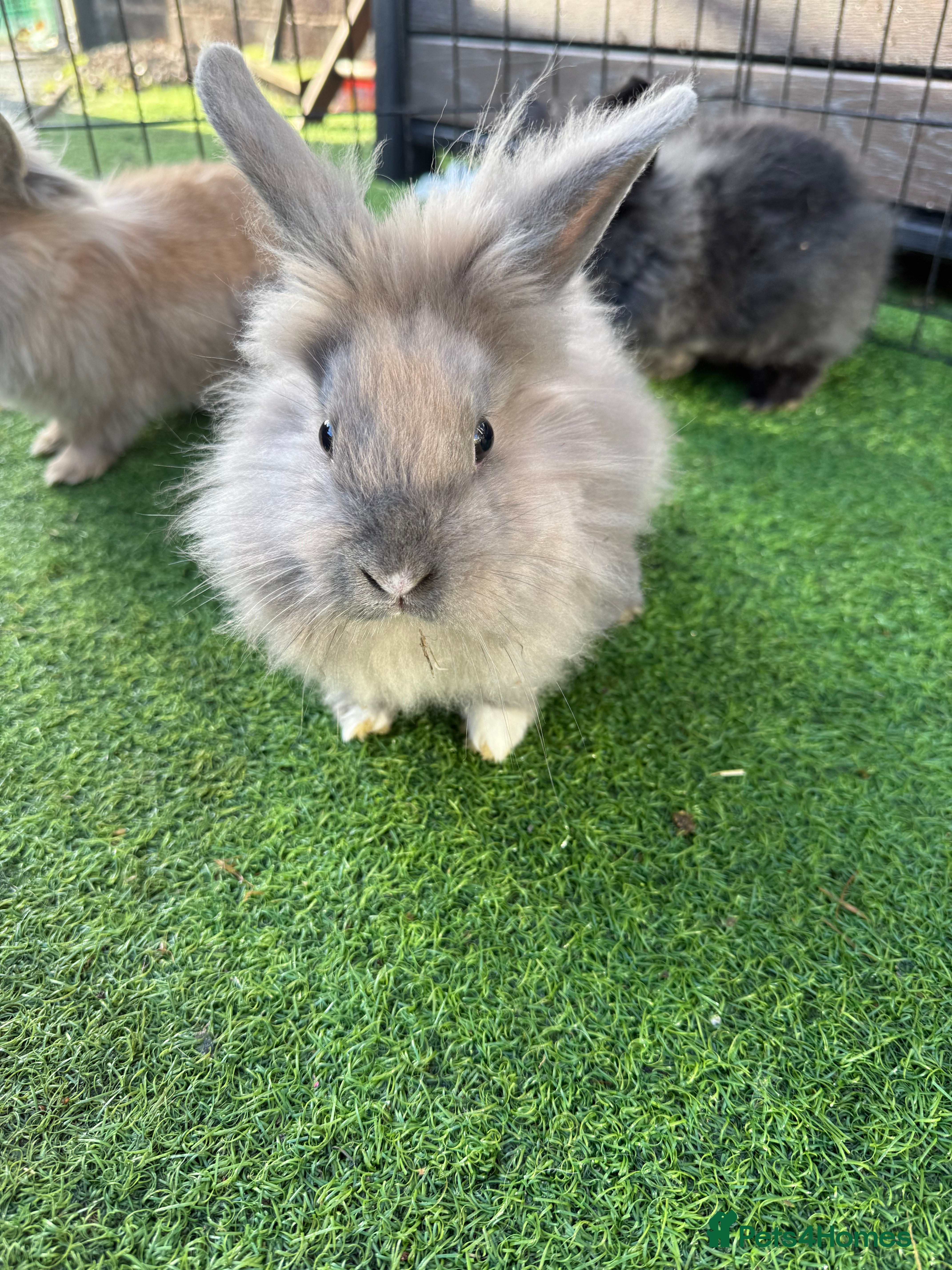 Mixed Breed rabbits Baby rabbits ready now  - Advert 1
