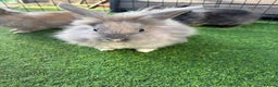 Mixed Breed rabbits for sale: Baby rabbits ready now  - Advert 1