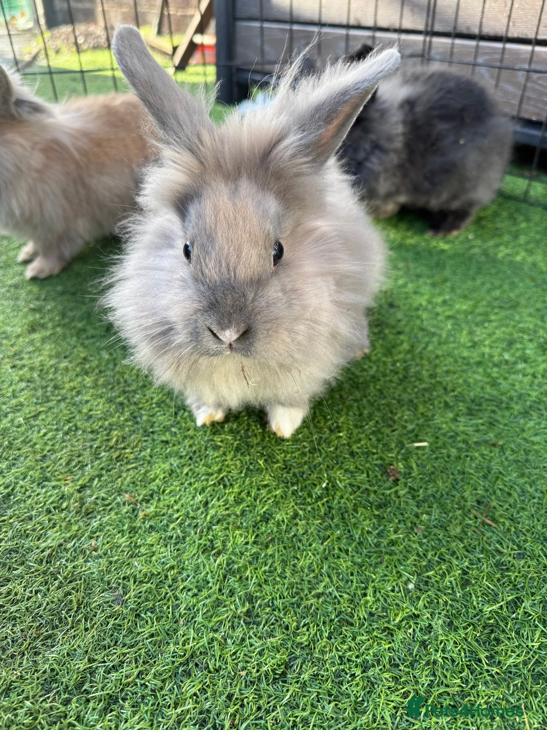 Mixed Breed rabbits for sale: Baby rabbits ready now  - Advert 1