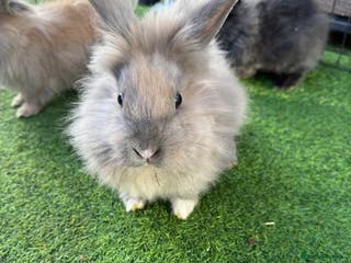 Mixed Breed rabbits Baby rabbits ready now - Advert 8