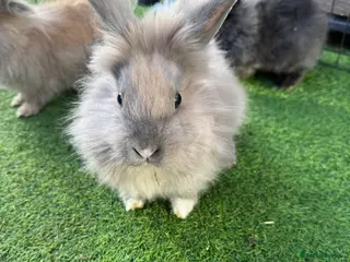 Mixed Breed rabbits Baby rabbits ready now - Advert 16