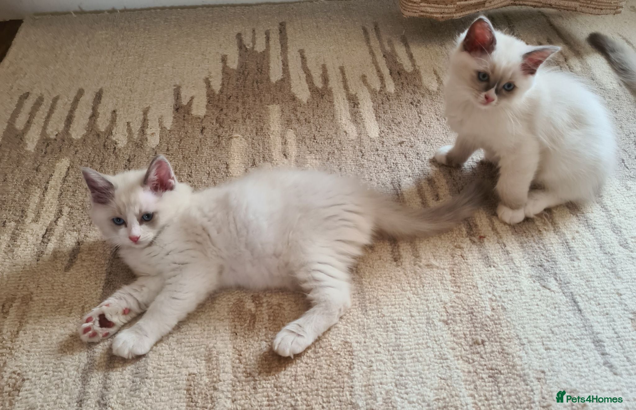 Ragdoll cats Ready to go gorgeous pure bread ragdoll kittens - Advert 8
