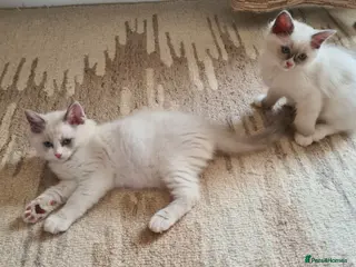 Ragdoll cats Ready to go gorgeous pure bread ragdoll kittens - Advert 1