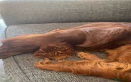 Irish Setter dogs for sale: Male Irish Red Setter 1 year old KC Reg - Image 3
