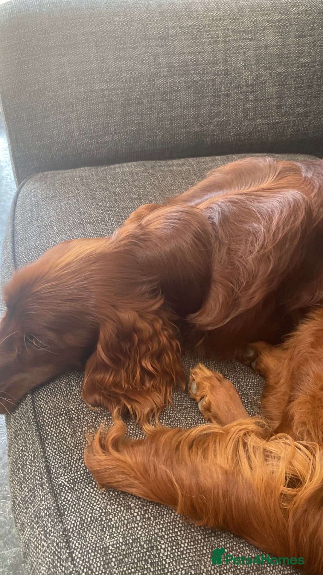 Irish Setter dogs for sale: Male Irish Red Setter 1 year old KC Reg - Image 3