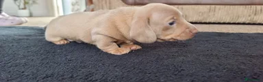 Miniature Dachshund Puppy 2