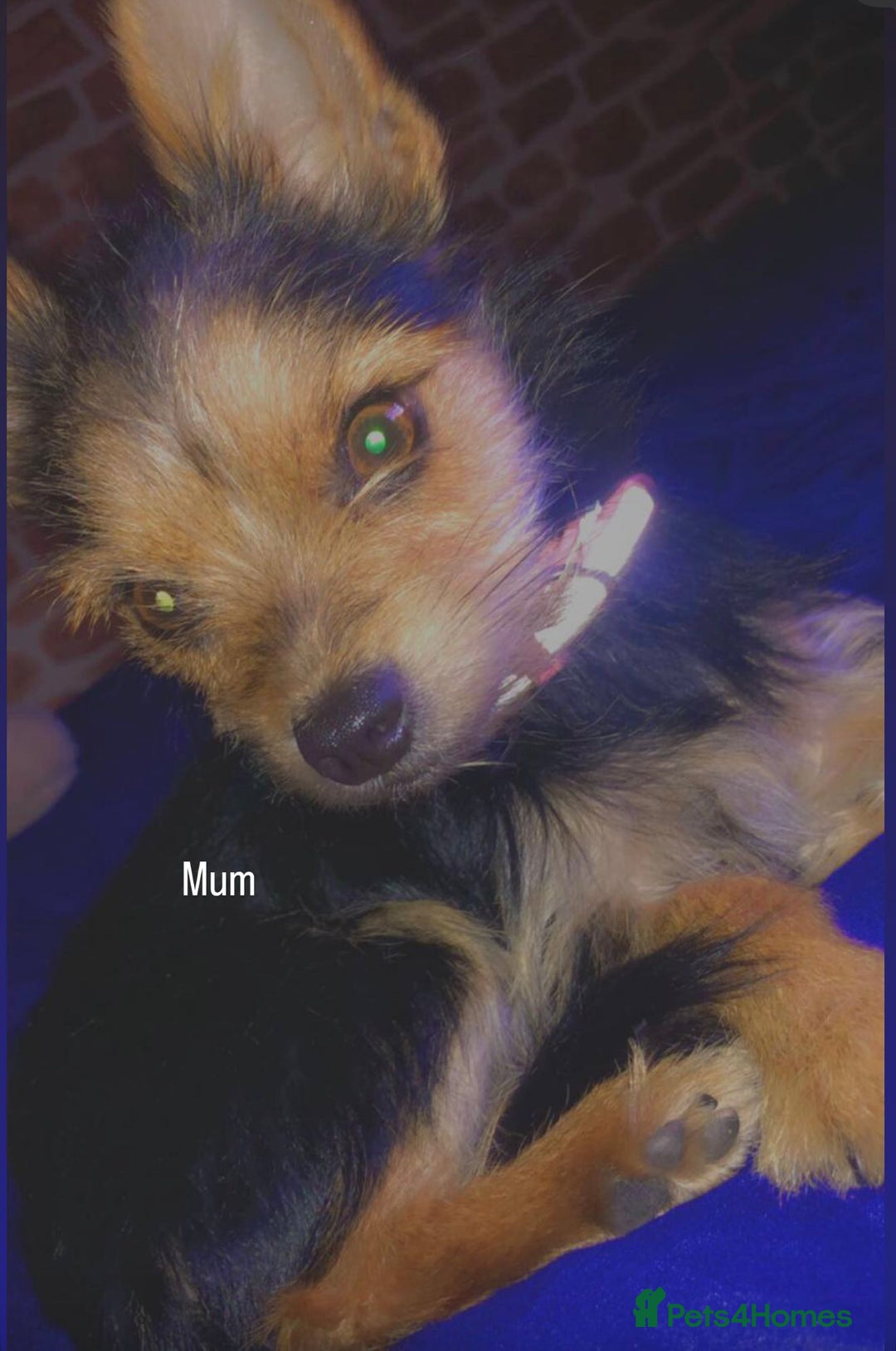 Mixed Breed dogs for sale: Five healthy puppies looking for a living home!  - Advert 2