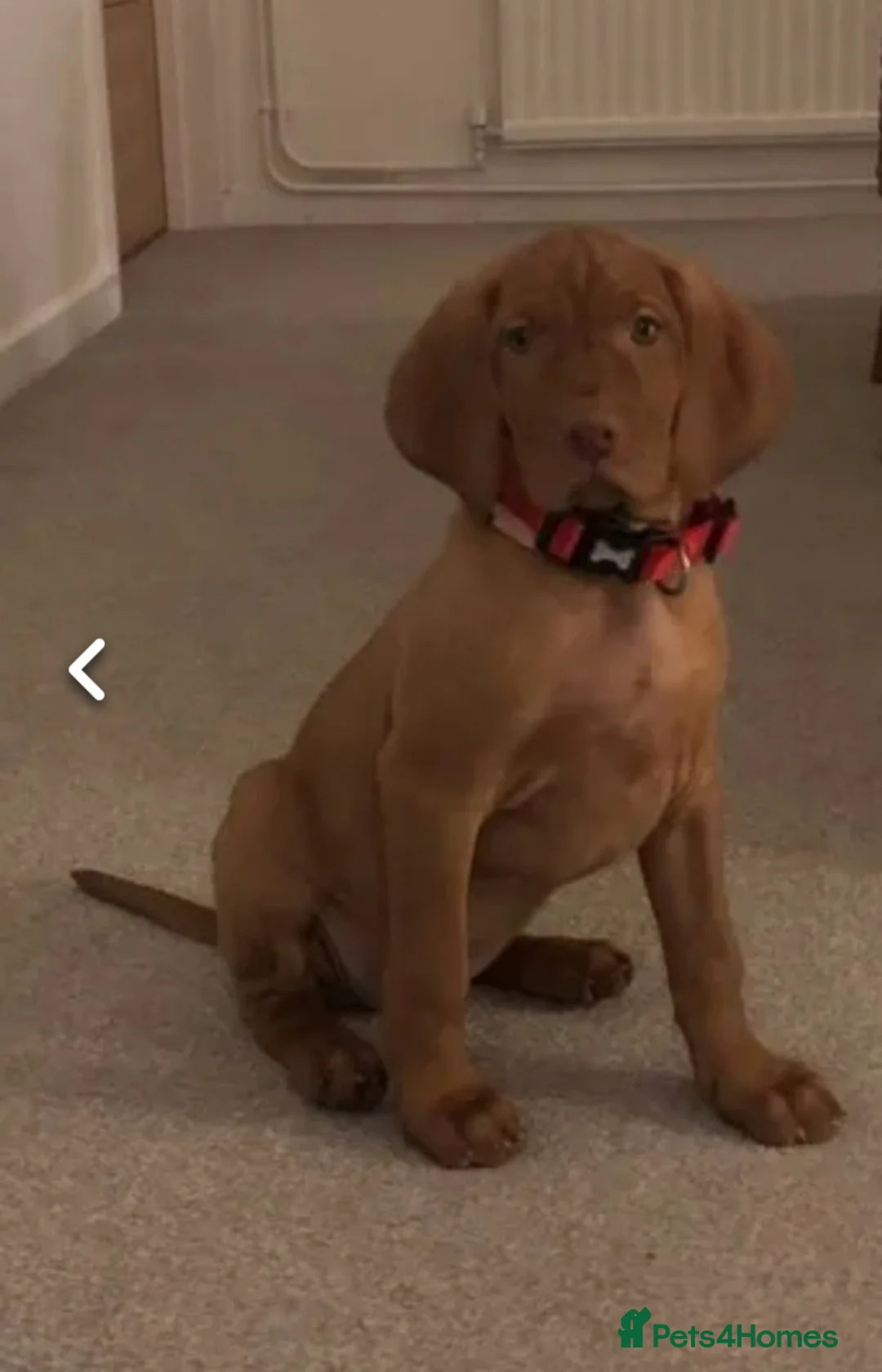 Hungarian Vizsla dogs for stud: Proven Hungarian championship blood line in Llantwit Major - Advert 10