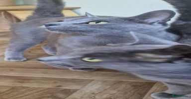 Russian Blue cats - Advert 16