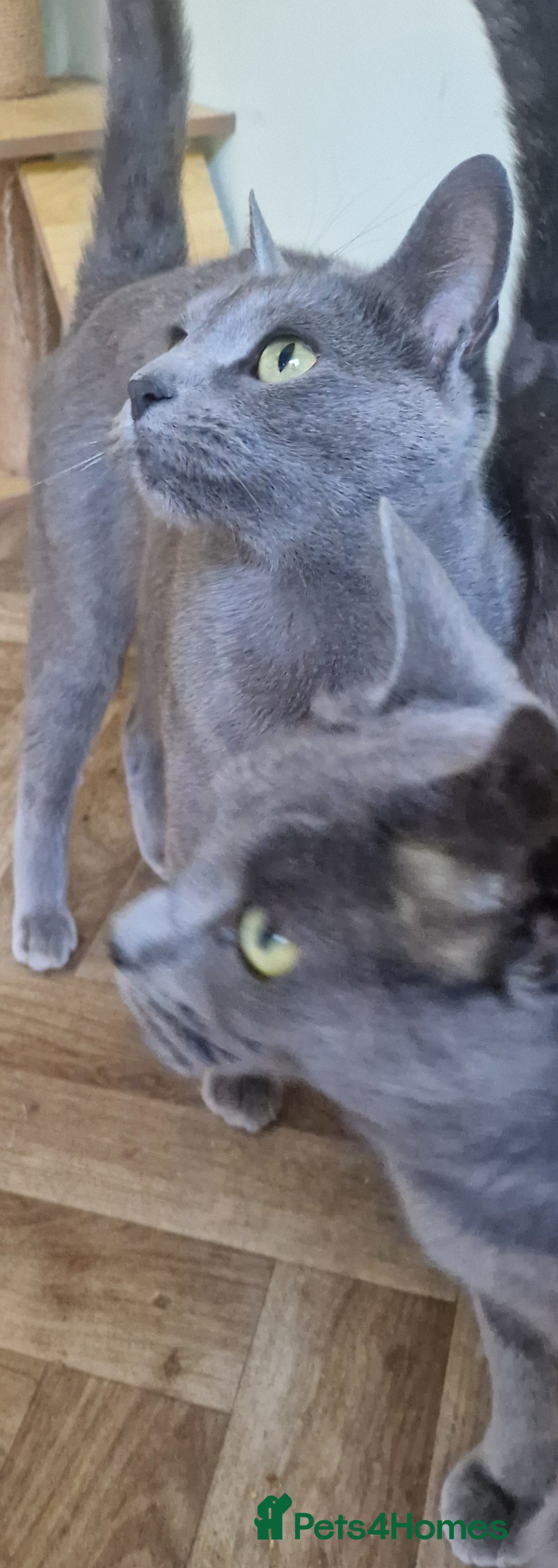 Russian Blue cats for sale: Two Beautiful Russian Blue Girls  - Image 2