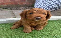 Cockapoo dogs for sale: Cockerpoo puppy - Image 5