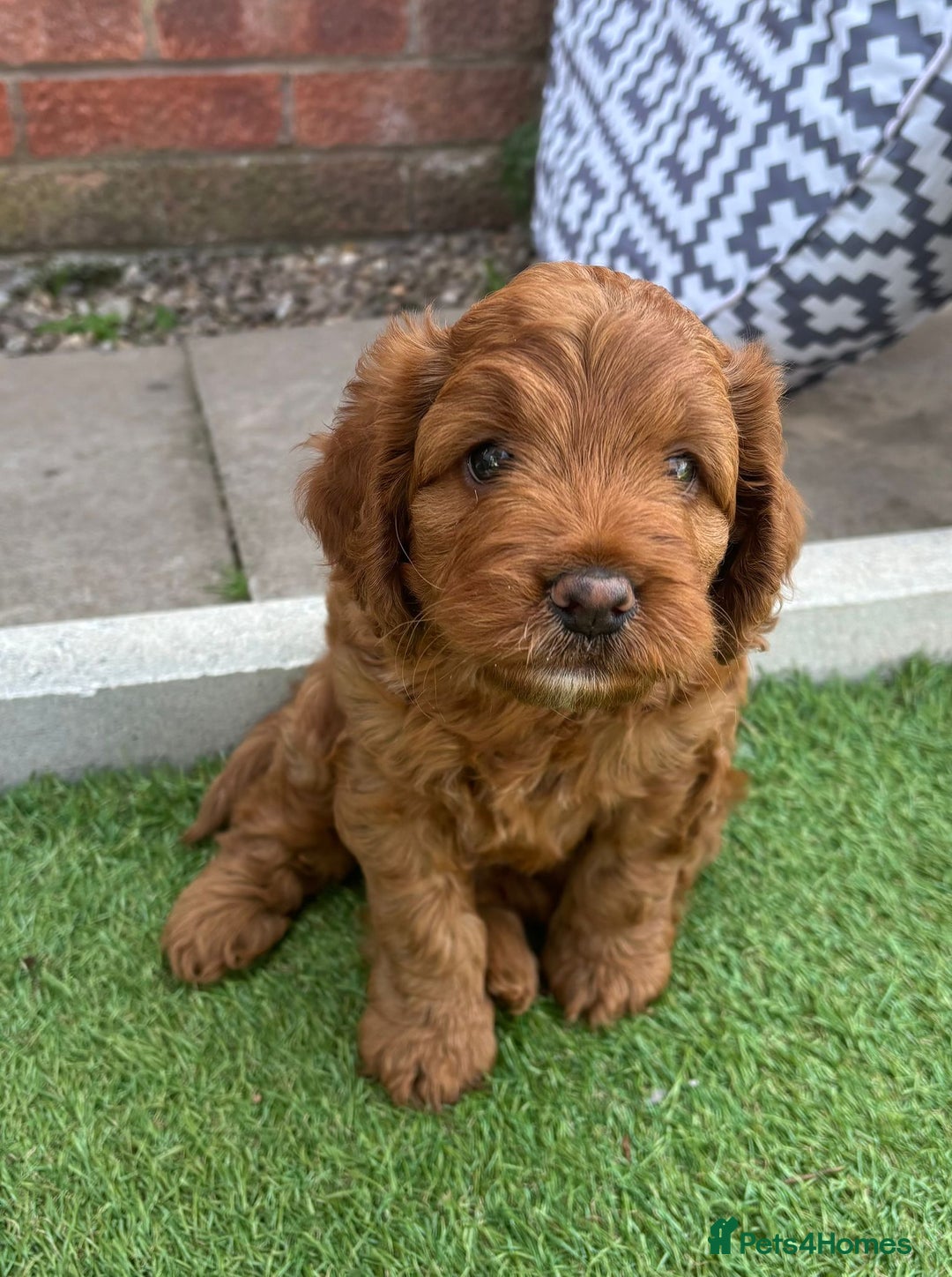 Cockapoo dogs for sale: Cockerpoo puppy - Image 5