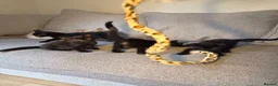 Burmese cats for sale: Burmese x - Advert 2