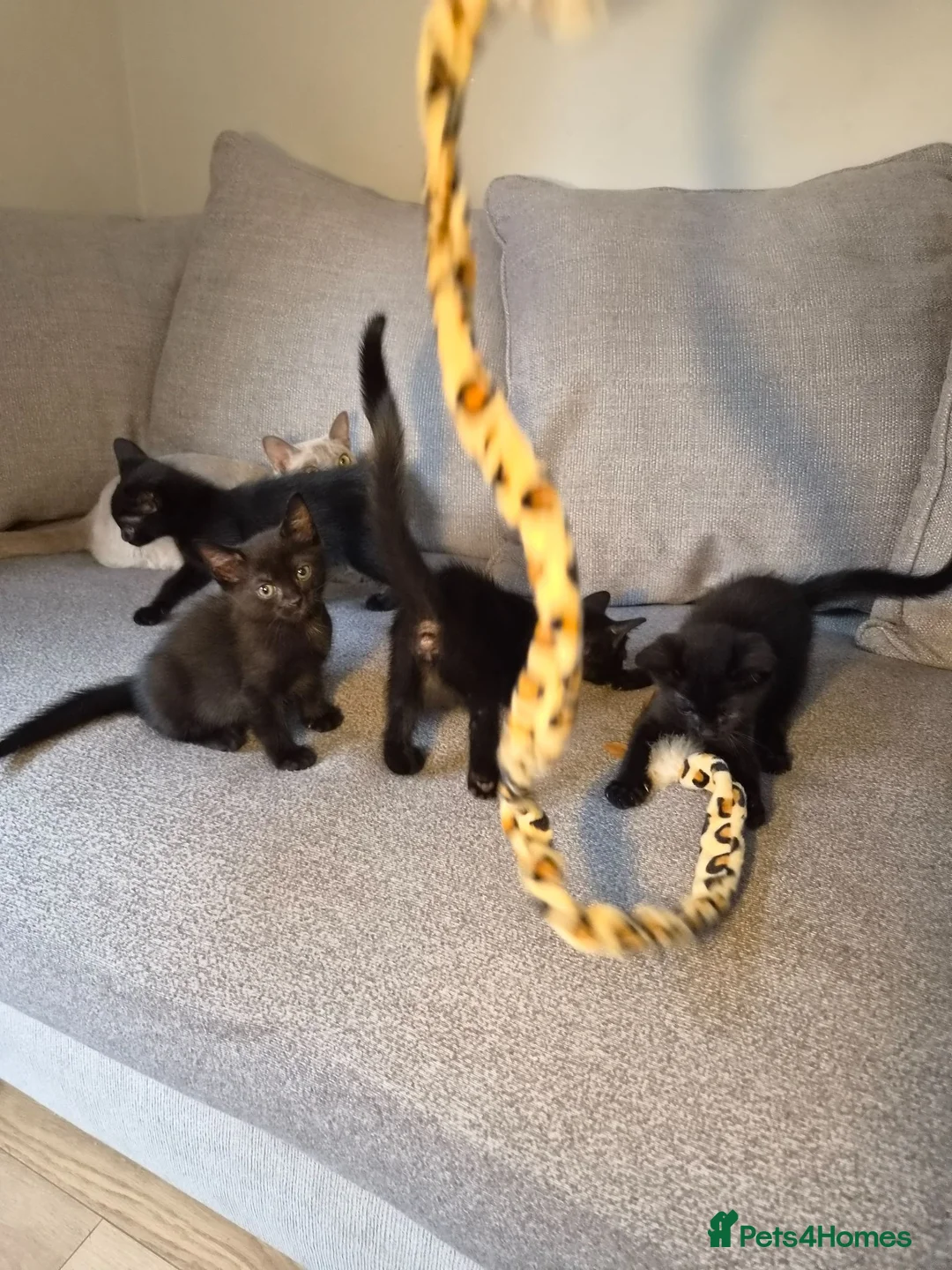Burmese cats for sale: Burmese x - Advert 2