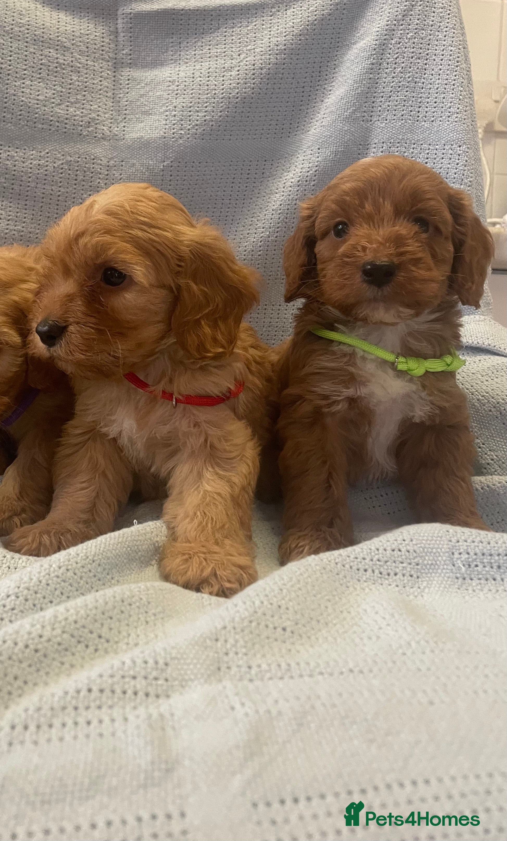 Cockapoo dogs Beautiful F1 cockapoos ready now for new homes  - Advert 1