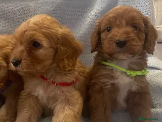 Cockapoo dogs Beautiful F1 cockapoos ready now for new homes - Advert 1