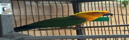 Conures birds for sale: Jenday Conure parrot  - Advert 6