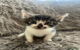 Bengal cats for sale: RUSSIAN BLUE BENGLES - Image 6