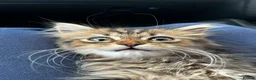 Mixed Breed cats for sale: Mixed breed Persian in Melton Mowbray - Advert 4