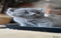 Exotic cats for sale: Stunning exotic cross kittens  - Image 5