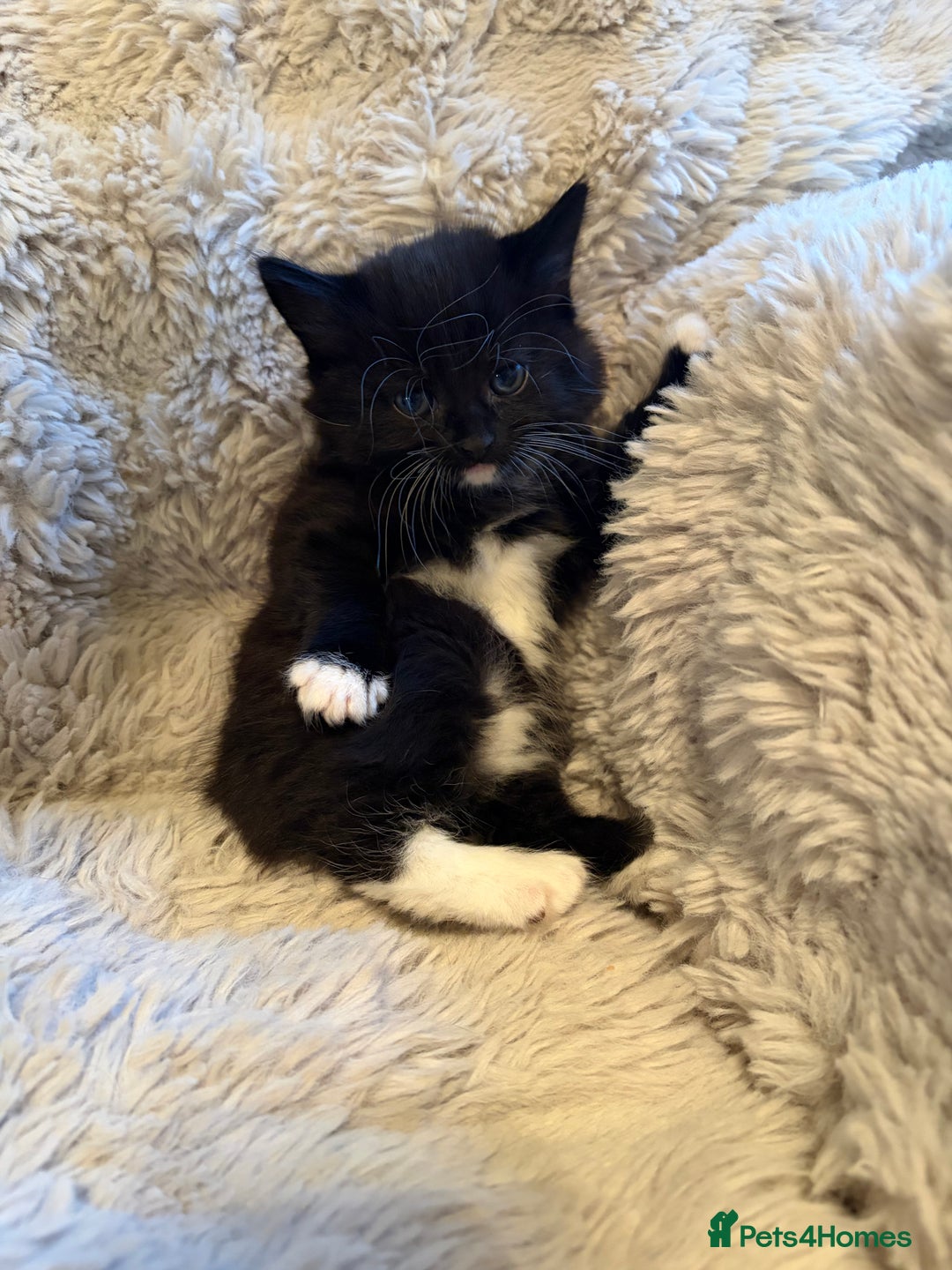 Mixed Breed cats for sale: Fluffy gorgeous mix of kittens - Advert 5