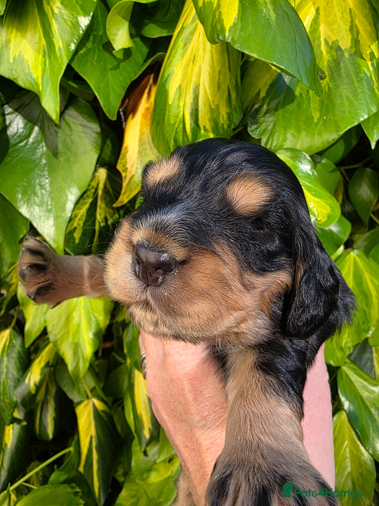 Cocker Spaniel Puppy 4