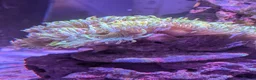 Other/Mixed Breed fish for sale: Marine fish  - Advert 7