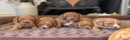 Cavapoo dogs for sale: Adorable F1b cavapoo puppies  in Droitwich - Advert 6